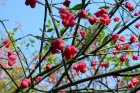 Pfaffenhütchen <i>(Euonymus eurpaeus)</i> <p>