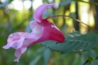 Das Drüsige Sprinkraut <i>(Impatiens glandulifera)</i> ist ein Neophyt. <p>