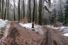 Wegegabelung im Laub-Mischwaldbestand mit Lärche
