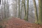 Älterer Baumbestand am Rand der geplanten Trasse