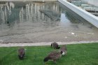 Der Wasservogelbesatzes bzw. eine langfristige Reduzierung der regelmäßig stattfindenden Vogelfütterung wurde zur Säuberung des Gewässers reduziert.