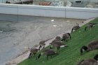 Die Gewässerqualität steht entgegen der räumlichen Entwicklung.