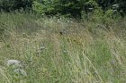 Schwer im Gras zu erkennen: ein Neuntöter <p>