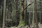Bemerkenswert sind Mischwaldbestände, z.T. mit stehendem und liegendem Totholz