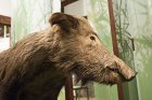 Wildschwein im Schilf - Dauerausstellung Wase, Ummanz
